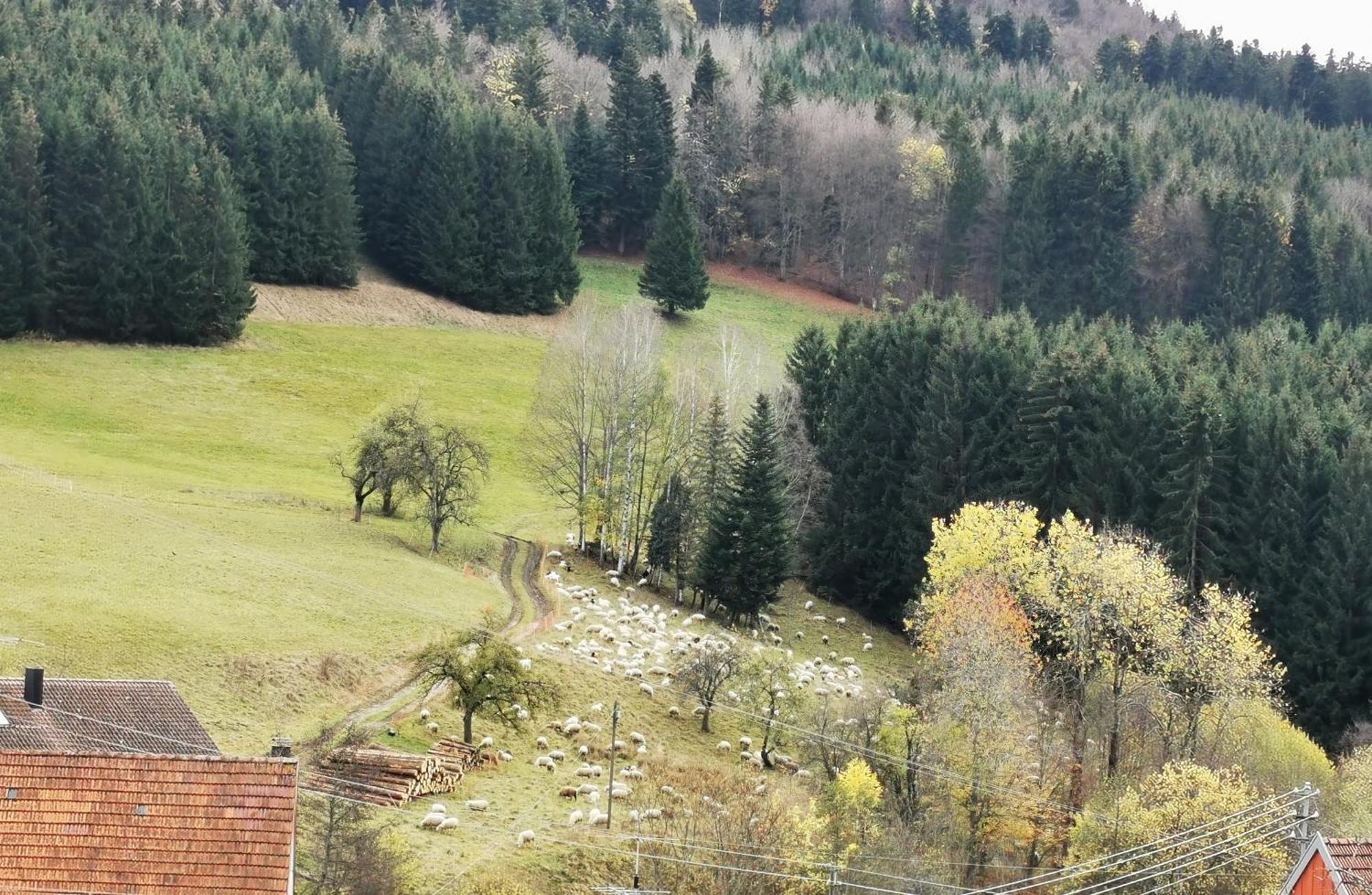 Ferienwohnung Blick Rappenstein Hausen am Tann Экстерьер фото